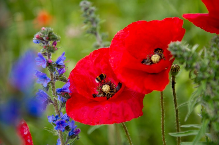 Bumblebees gather pollen from poppy flowers in Denain, northern France, on May 26, 2014. u00e2u20acu201d AFP pic