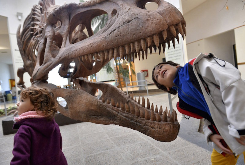 A boy looks inside the skull of a Tyrannosaurus Rex replica at the Egidio Feruglio Museum in Trelew, Argentina, May 18, 2014. u00e2u20acu201d Reuters pic