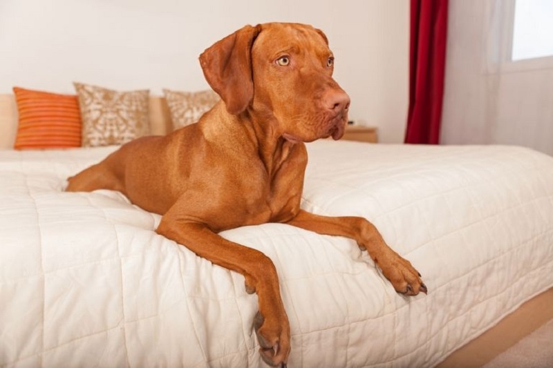 Dog owners in China wonu00e2u20acu2122t feel so guilty about leaving their pets at home. u00e2u20acu201d AFP pic