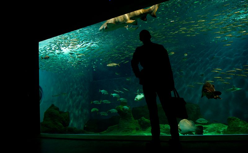 Fish in a tank of the Sevilla aquarium September 30, 2014. More than 10,000 fish have died in holding tanks at  Campo Grande, Brazil. u00e2u20acu201d AFP pic