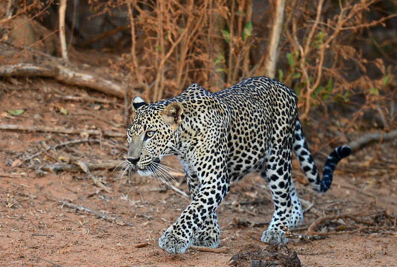 Picture shows a leopard walking through Yala National Park in the southern district of Yala, southwest of Colombo. Yala National Park is the most visited, and second largest, national park in Sri Lanka. u00e2u20acu201d AFP pic