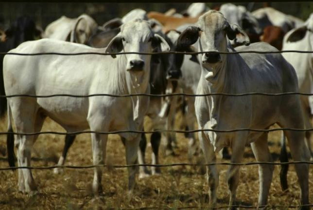 Cattle wait in an enclosure at a livestock export yard in Noonamah, about 50 km from Darwin, Northern Territory, Australia. u00e2u20acu201d Reuters pic