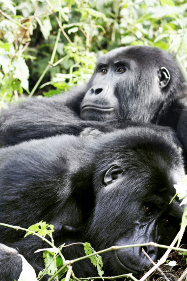 The Bwenza family of mountain gorillas, one of the five habituated families in the southern part of the park. u00e2u20acu201d TODAY pic