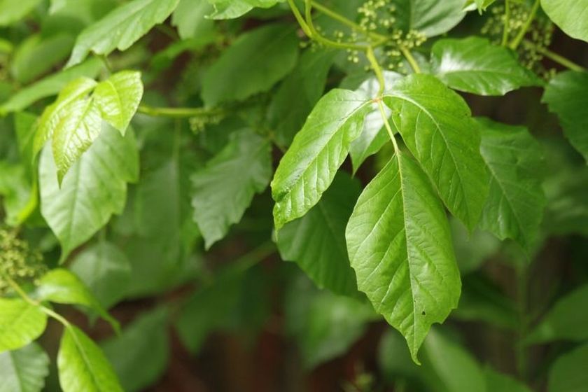 A dermatologist shares his advice on how to avoid getting a rash from contact with poison ivy this summer. u00e2u20acu201d Afp-Relaxnews pic
