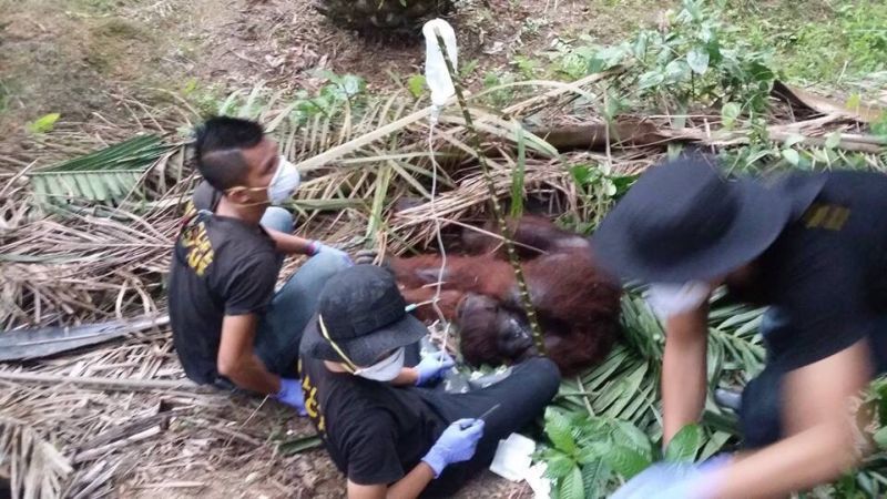 Sabah Wildlife Rescue Unit team had to immediately stabilise the injured orangutan who had passed out from his injuries. u00e2u20acu2022 Picture coutesy of the Sabah Wildlife Department
