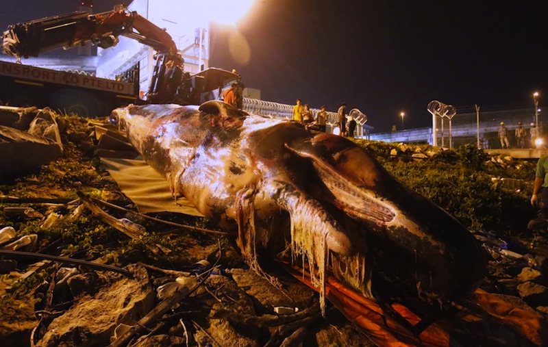 The carcass of the sperm whale being brought onshore. u00e2u20acu201d TODAY pic