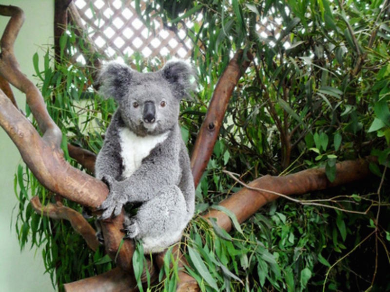 Cuddle a koala at Featherdale Wildlife Park. — TODAY pic