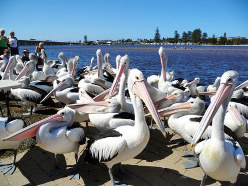 Get up close to wild pelicans at The Entrance on Central Coast. — TODAY pic