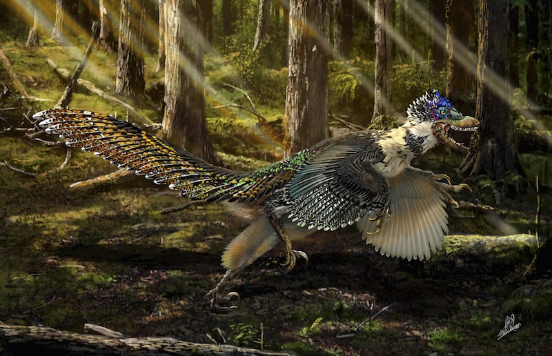 A reconstruction of the new short-armed and winged feathered dinosaur Zhenyuanlong suni from the Early Cretaceous (ca. 125 million years ago) of China is seen in this illustration image provided by the University of Edinburgh. 