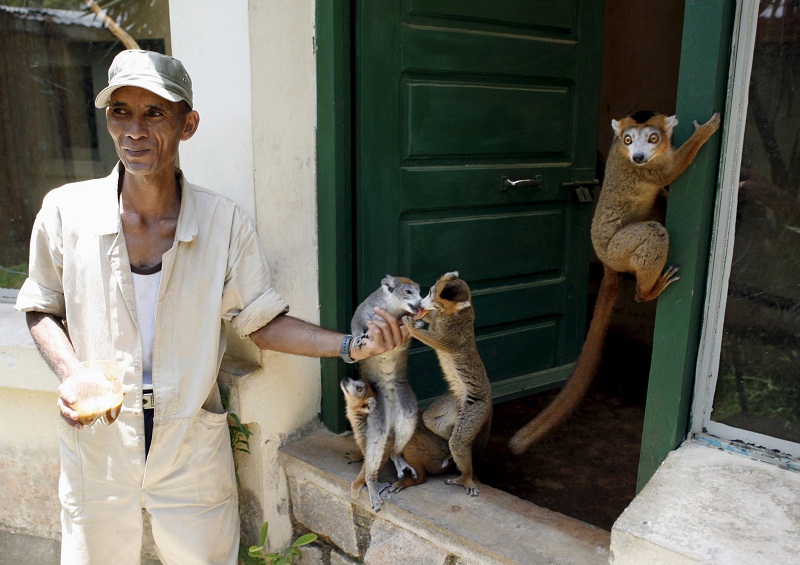 A caretaker feeds lemurs at Antananarivo's Tsimbazaza Zoo in Madagascar in this December 5, 2006 file photo.  u00e2u20acu201d Reuters pic