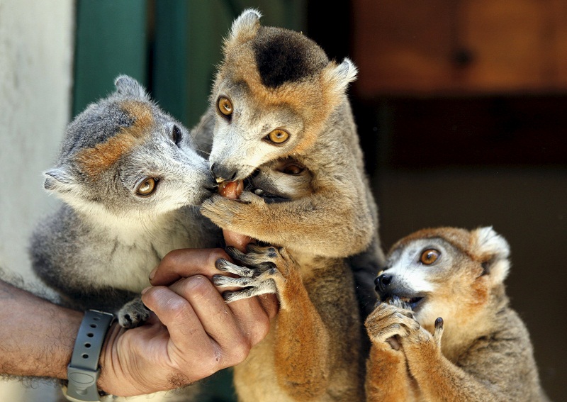Lemurs are feed by a caretaker at Antananarivo's Tsimbazaza Zoo Madagascar, in this December 5, 2006 file photo. — Reuters pic