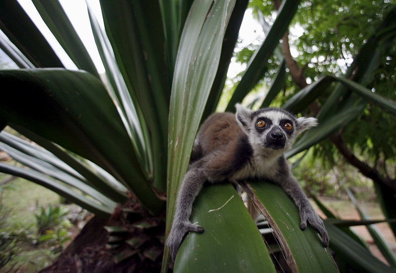 A Ring Tail lemur sits on a leaf at the Lemurs Park, a private eco-tourism enterprise which hosts nine species, near Antananarivo Madagascar.