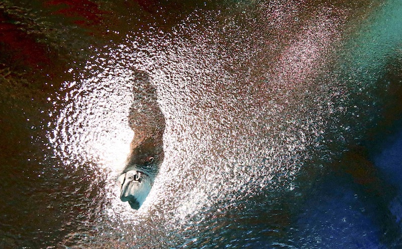 Ng Yan Yee of Malaysia is seen underwater during the women's 3m springboard semi final at the Aquatics World Championships in Kazan, Russia July 31, 2015. u00e2u20acu201d Reuters pic
