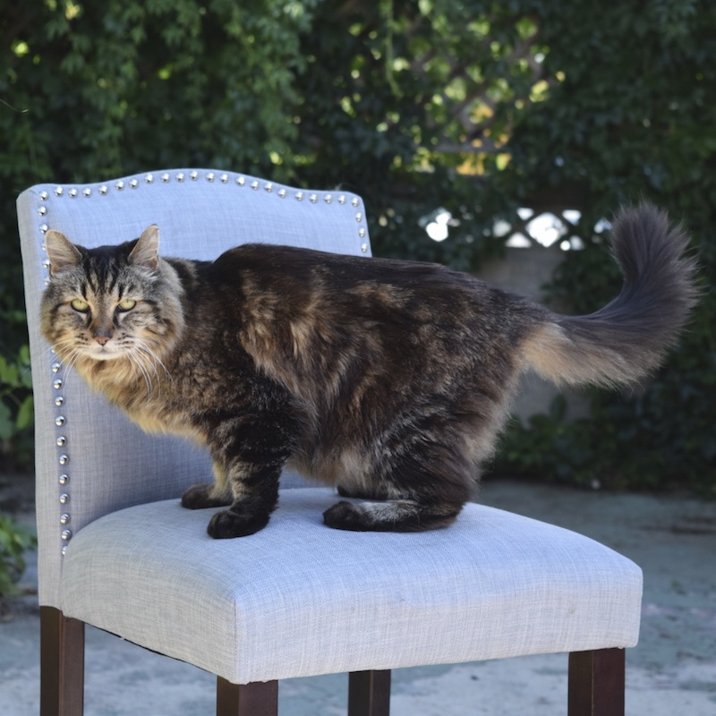 Corduroy, the new 'oldest living cat' according to Guinness World Records, is shown in Sister, Oregon, in this undated handout photo provided by the Guinness World Records on August 13, 2015. u00e2u20acu201d Reuters pic