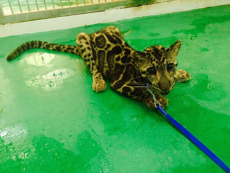 A clouded leopard of Borneo is a totally protected species that is widely hunted for its teeth and decorative pelt. — Picture courtesy of Sabah Wildlife Department