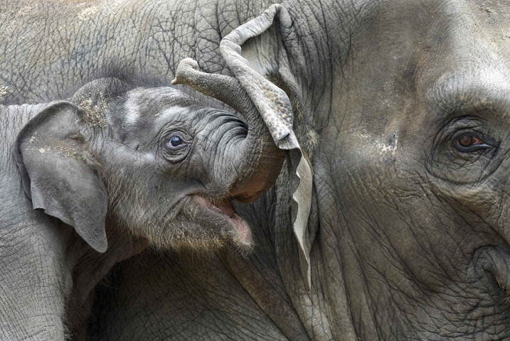 Four-week-old elephant Anjuli cuddles with his brother Assam in Hagenbeck Zoo in Hamburg, northern Germany August 12, 2015. u00e2u20acu201d Reuters pic
