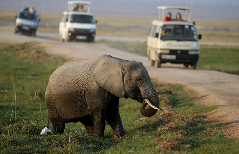 An elephant walks out of a swamp in front of tourists in Amboseli National park, Kenya, August 8, 2015. u00e2u20acu201d Reuters pic
