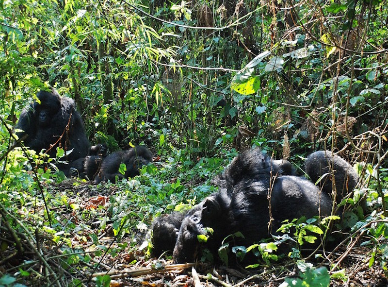 A photo taken on August 1, 2015 shows mountain gorillas in the jungle at Bukima in Virunga National Park, eastern Democratic Republic of Congo. u00e2u20acu201d AFP pic