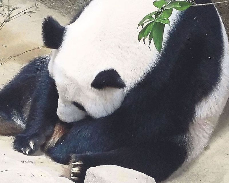 Liang Liang protectively holds her cub in the centre. u00e2u20acu201d Picture courtesy of Zoo Negara