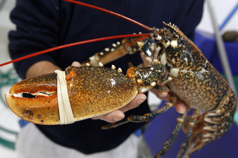Lobster is a healthy staple thatu00e2u20acu2122s abundant on the coast of Canada and the state of Maine in the US. u00e2u20acu201d AFP pic