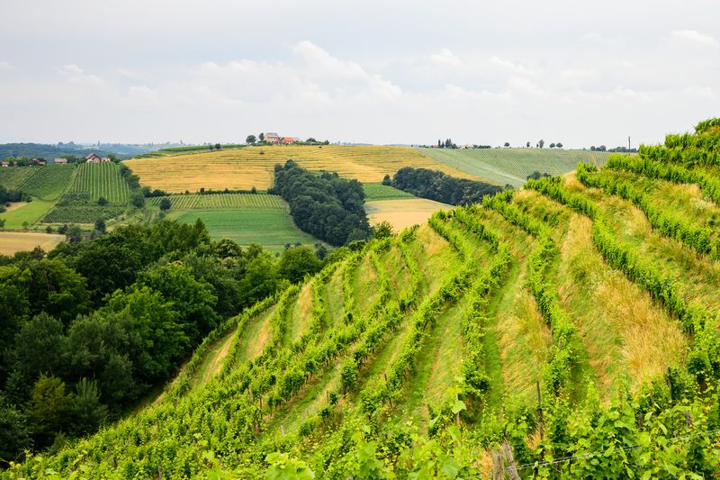 A part of the vineyards of the Puklavec & Friends Wineries on June 19, 2015 near Ormoz, Slovenia. u00e2u20acu201d AFP pic 
