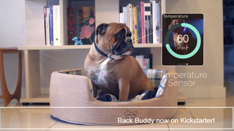 This screenshot taken from Squaker's video shows a dog modelling a prototype of Buddy.