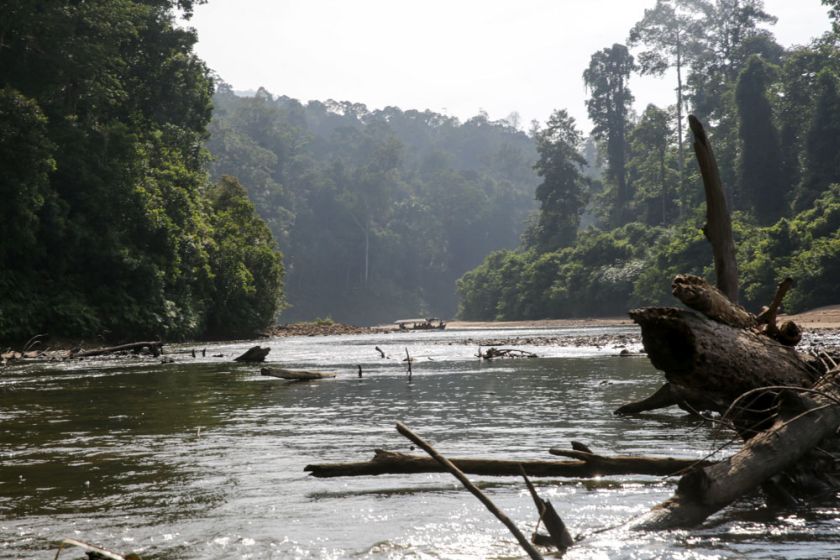 Teeming with flora and fauna, the Endau Rompin National Park is one of the oldest rainforest ecosystems in this part of the world with plant fossils around 140 million years old (late Jurassic) having been found here. u00e2u20acu201d Picture by Choo Choy May