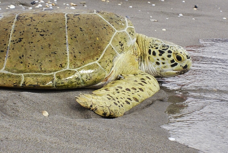 Andre, an 85kg sea turtle, crawls during its release into the Atlantic Ocean at the Loggerhead Marine Life Centre in Florida, in this August 3, 2011 file picture. u00e2u20acu201d Reuters pic 