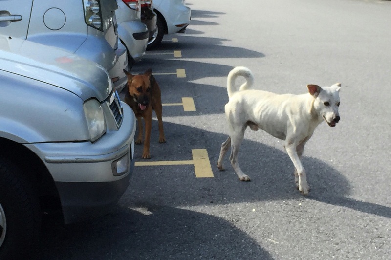 The remaining few stray dogs at a car park in Penang. The state government has culled over 600 stray dogs due to three reported rabies cases in the state, September 29, 2015. u00e2u20acu201d Picture by K.E. Ooi