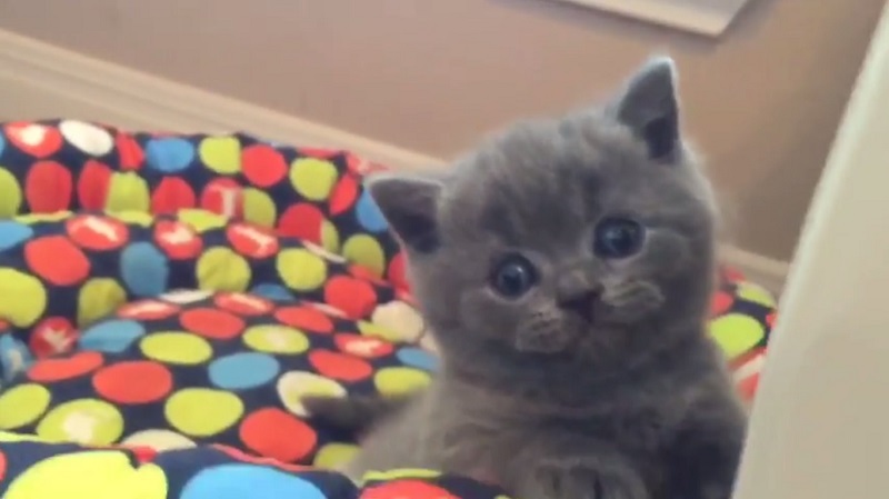  These kittens got together for the cutest playtime ever.