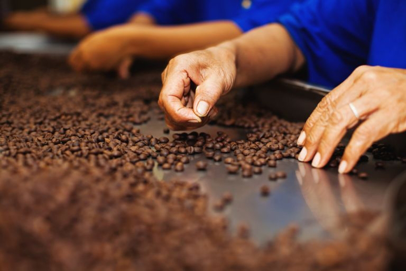 Upcoming film 'Coffee' looks at the coffee trade in three countries. u00e2u20acu201d AFP pic