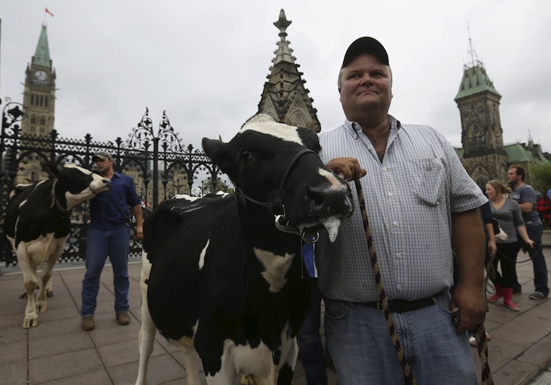 Dairy farmers stand with their cows during a protest against the Trans-Pacific Partnership (TPP) trade agreement in front of Parliament Hill in Ottawa, Canada September 29, 2015. u00e2u20acu201d Reuters pic