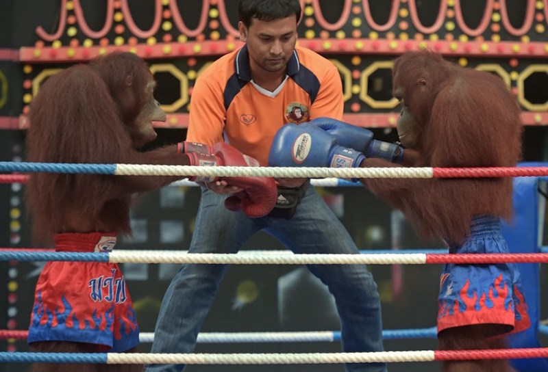 This photo taken on July 9, 2015 shows orangutans preparing for a Muay Thai kickboxing bout at Safari World, a large zoo on the outskirts of Bangkok. u00e2u20acu201d AFP pic