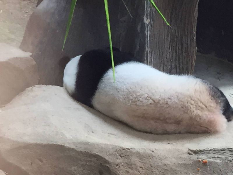 Enjoy this rear view of a sleeping panda. Apparently it costs us RM60,000 a month. u00e2u20acu201d Picture by Erna Mahyuni