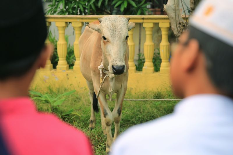 A cow to be sacrificed in conjunction with Hari Raya Aidiladha, September 24, 2015. u00e2u20acu2022 Picture by Saw Siow Feng