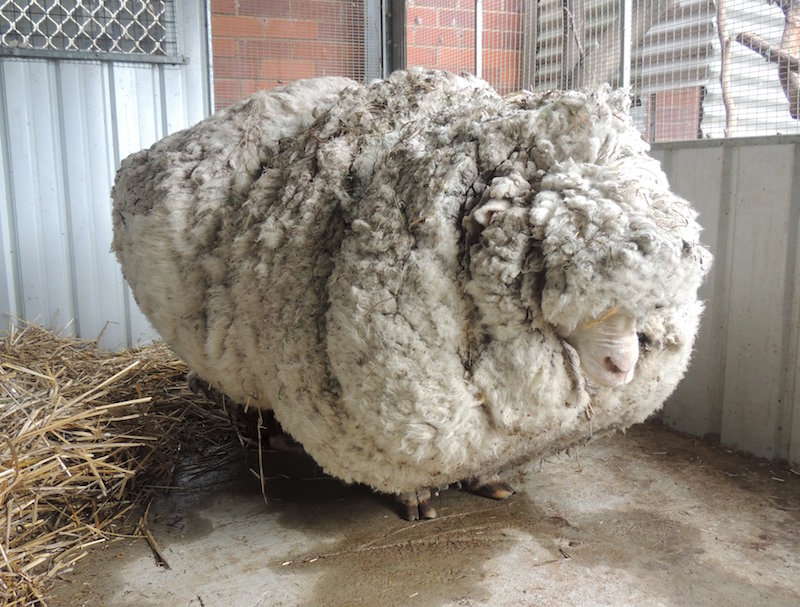 An Australian sheep, named Chris by his rescuers, is pictured before being shorn of over 40kg of wool on September 3, 2015, after being found near Australiau00e2u20acu2122s capital city Canberra. u00e2u20acu201d Reuters pic 