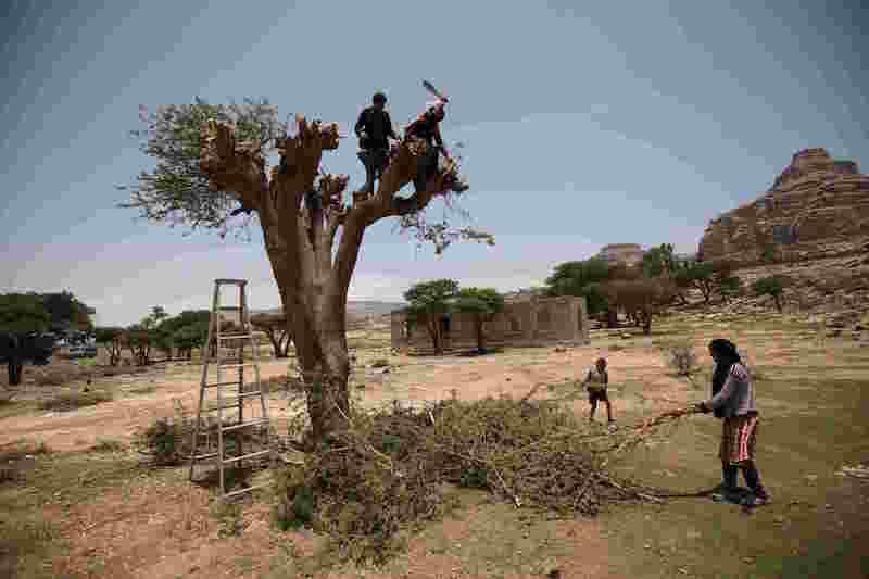 A woman with her nephew cut branches from a tree for firewood near Yemenu00e2u20acu2122s capital Sanaa in this August 6, 2015 file photo. u00e2u20acu201d Reuters pic