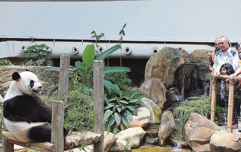 Wan Junaidi looks at Xing Xing at Zoo Negara yesterday. u00e2u20acu201d Picture by Aida Shahirah