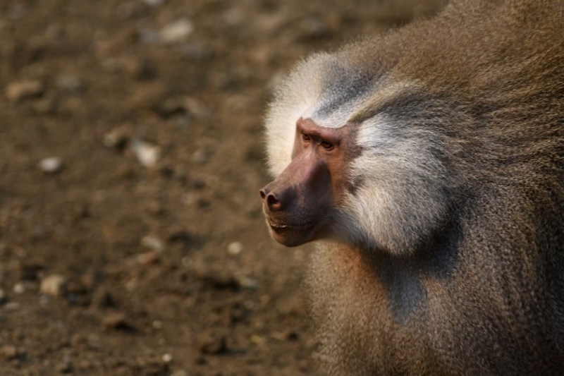 A baboon monkey (Papio hamadryas) is seen at the zoo in Cali, Colombia, September 16, 2015. u00e2u20acu201d AFP pic