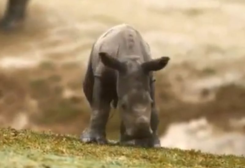 Image of a baby white rhino born at the San Diego Zoo in California from the Reuters video.n