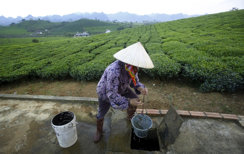 A farmer works on a tea farm which produces black tea for export in Moc Chau, northwest of Hanoi, Vietnam October 14, 2015. The communist nation is seen as one of the biggest winners from the Trans-Pacific Partnership.u00c2u00a0u00e2u20acu201d Reuters pic