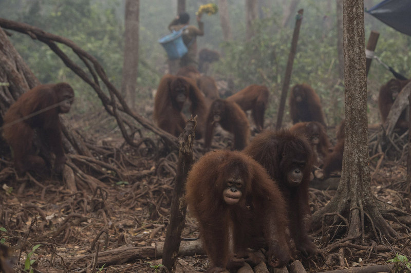 Orangutans walk as haze shrouds the Borneo Orangutan Survival Foundation camp in Nyaru Menteng, Indonesiau00e2u20acu2122s Central Kalimantan province, in this October 5, 2015 file photo. u00e2u20acu201d Antara/Reuters pic