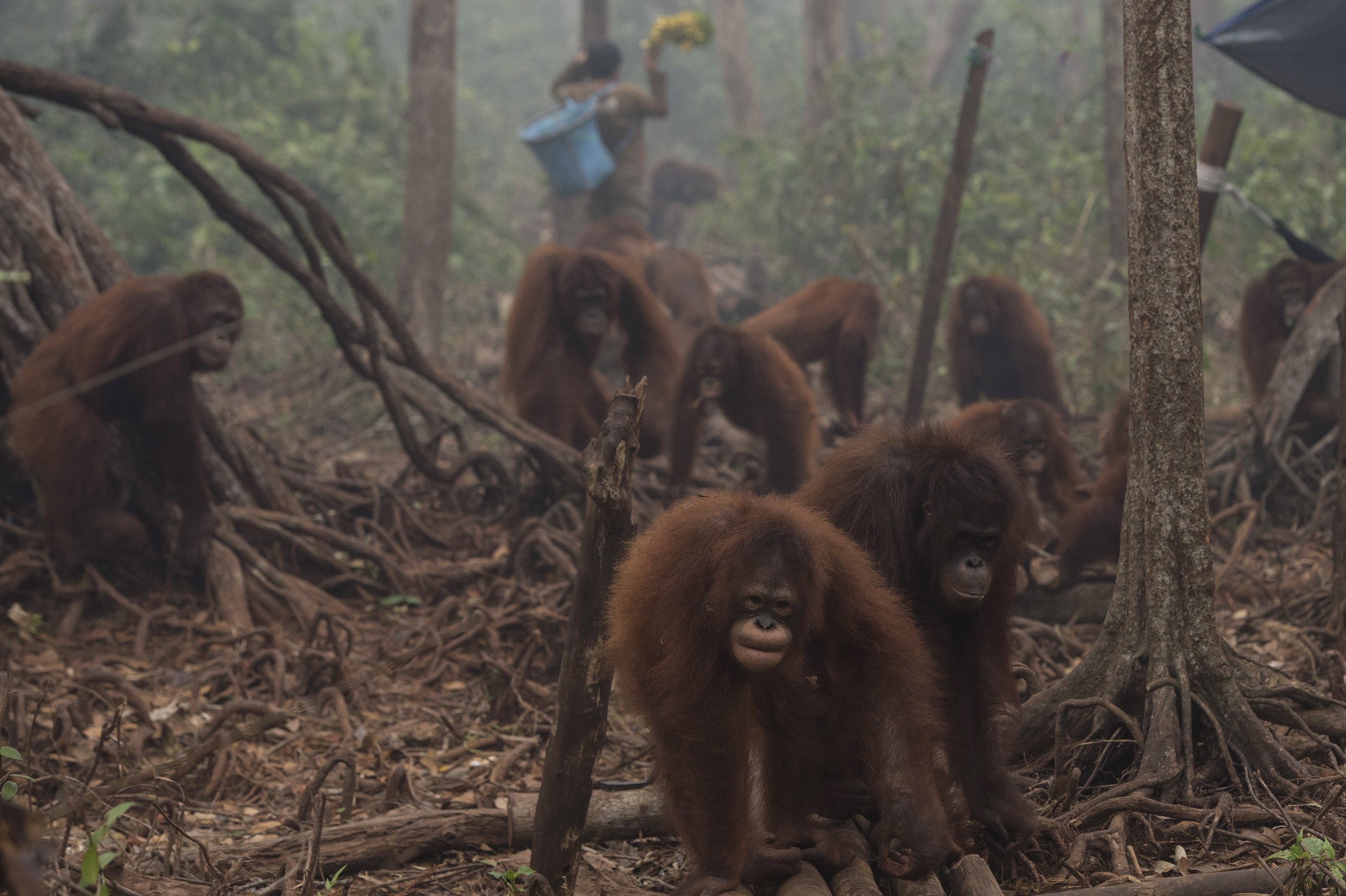 Orangutans walk as haze shrouds the Borneo Orangutan Survival Foundation camp in Nyaru Menteng, Indonesia's Central Kalimantan province, in this October 5, 2015 file photo taken by Antara Foto.u00c2u00a0u00e2u20acu201d Reuters pic