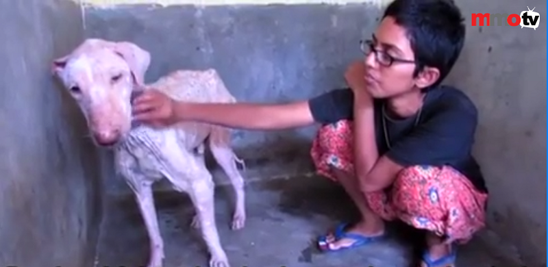 A screen capture shows the dog being cared for by a Animal Aid Unlimited volunteer.