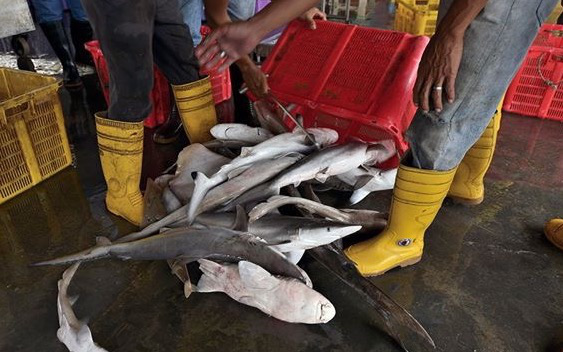 Picture shows an assortment of juvenile sharks, black-tip, grey reef, guitar rays, bamboo sharks at the wet market in Kuala Rompin, Pahang. u00e2u20acu201d Picture courtesy of Jason Isley/scubazoo.com