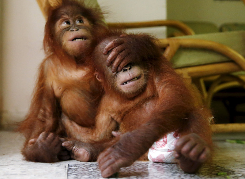 Two baby orangutans play with each other at the wildlife department in Kuala Lumpur, October 19, 2015. The Malaysian wildlife department in July seized two baby Sumatran orangutans, found in duffel bags. u00e2u20acu201d Reuters pic