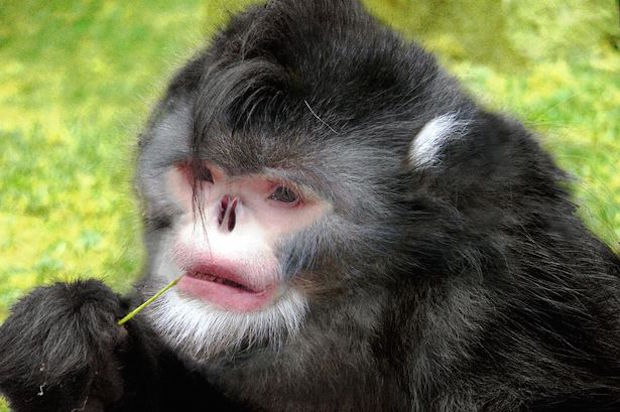 This undated handout photograph released by The World Wildlife Foundation on October 6, 2015, shows a sneezing monkey at an undisclosed location in the eastern Himalayas. u00e2u20acu201d AFP pic
