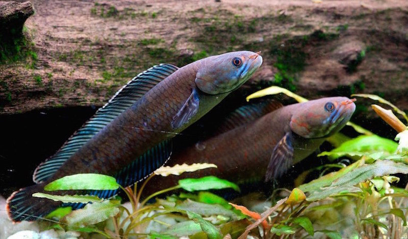 The blue-coloured ‘walking snakehead fish’ can breathe air, survive on land for four days and slither up to 400 metres on wet ground. — AFP pic