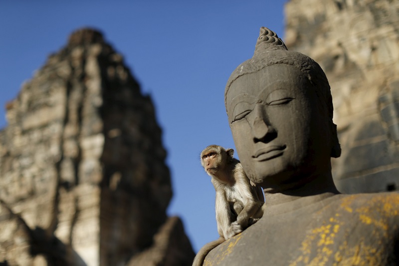 A long-tailed macaque sits at the Pra Prang Sam Yot temple before the annual Monkey Buffet Festival in Lopburi, north of Bangkok November 29, 2015. u00e2u20acu201d Reuters pic