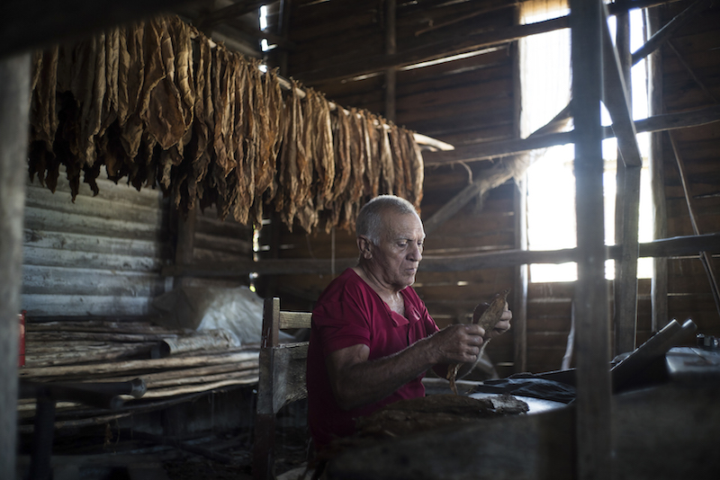 Master cigar roller Mamino Gonzalez Gomez demonstrates for visitors at the Vegas Robaina tobacco plantation, west of Havana in San Luis, Cuba, May 29, 2015. — Picture by Todd Heisler/The New York Times